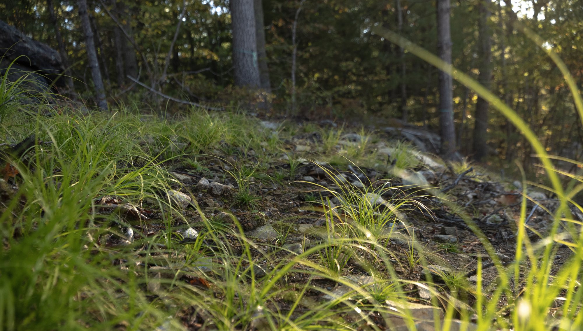 Grasses coming up through rocky ground.