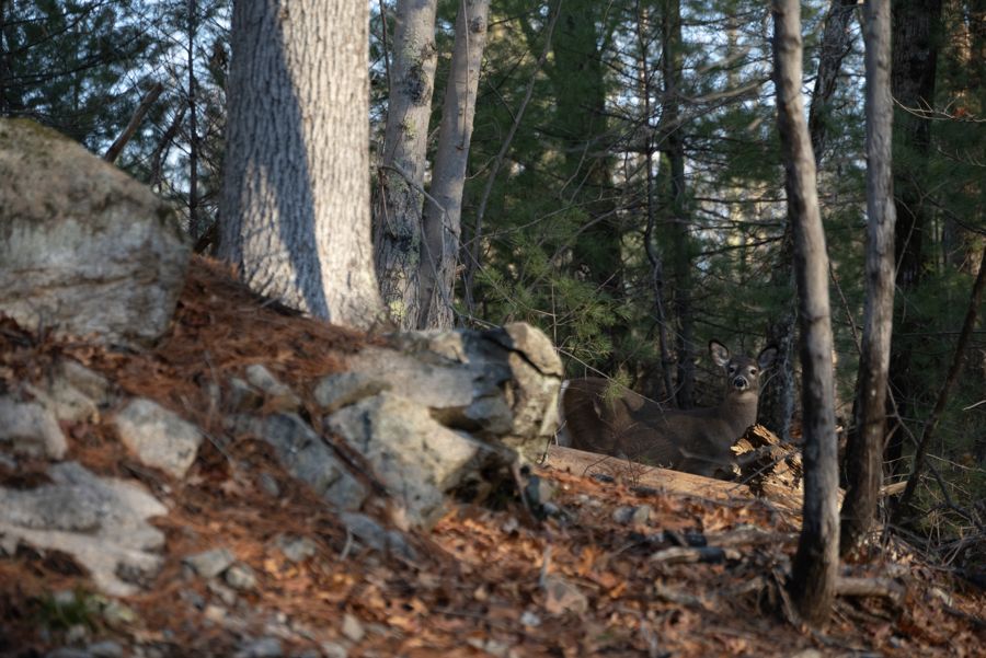 A deer among the pines and ledge.
