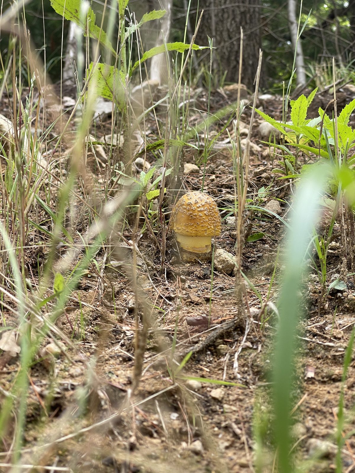 A yellow mushroom in the meadow