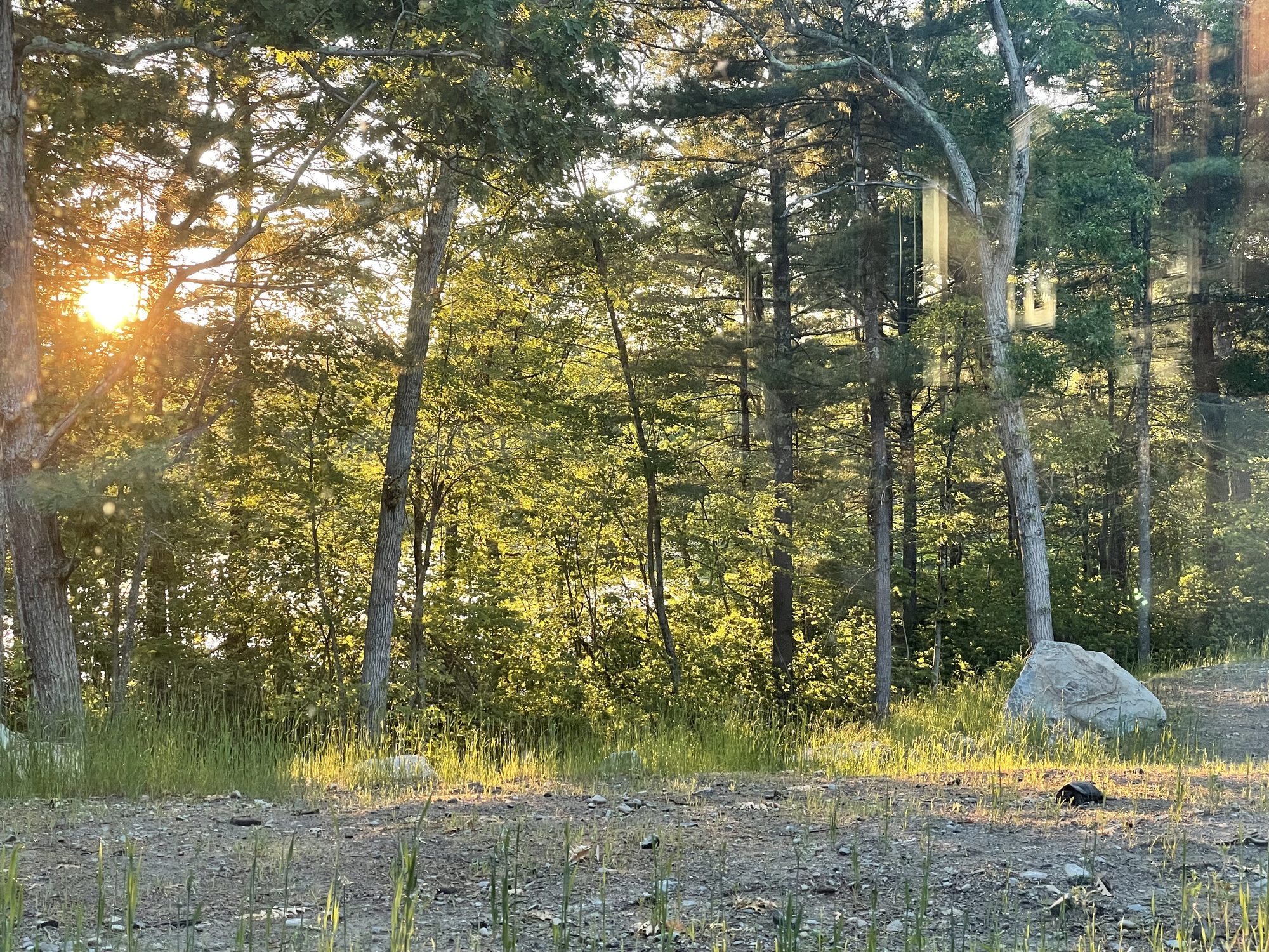 Sunrise through the trees over the new meadow, with a boulder in the foreground