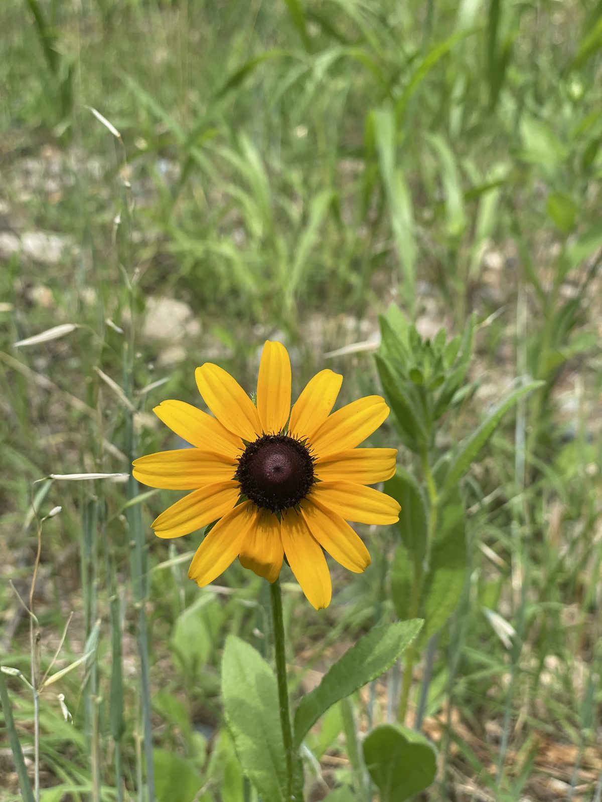 A black-eyed Susan in bloom in the meadow
