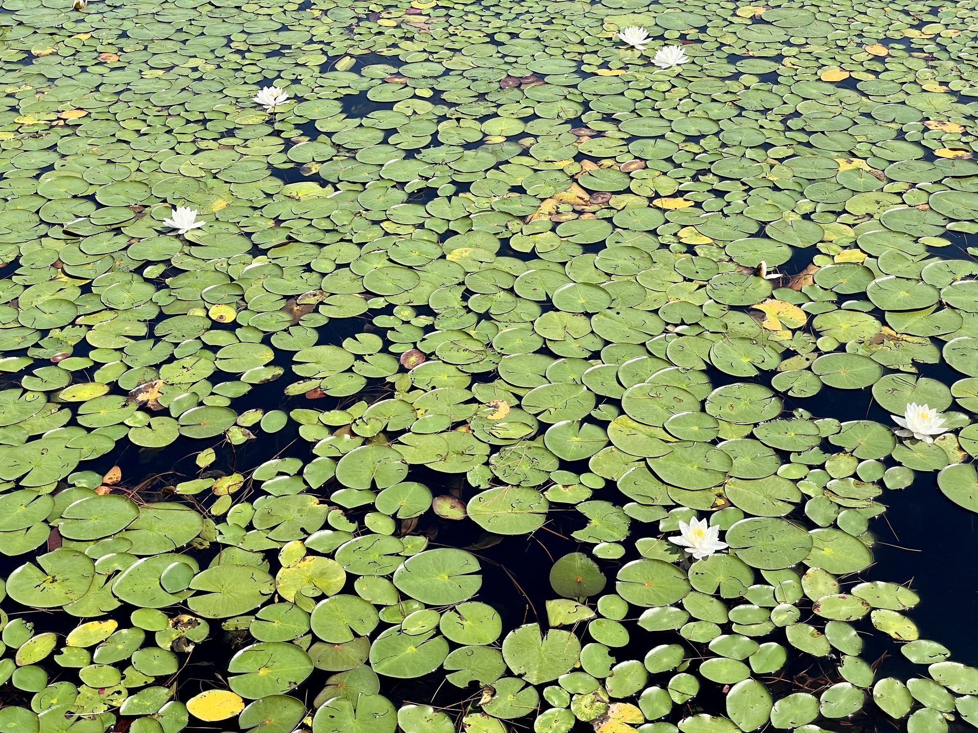 Echo Pond in spring
