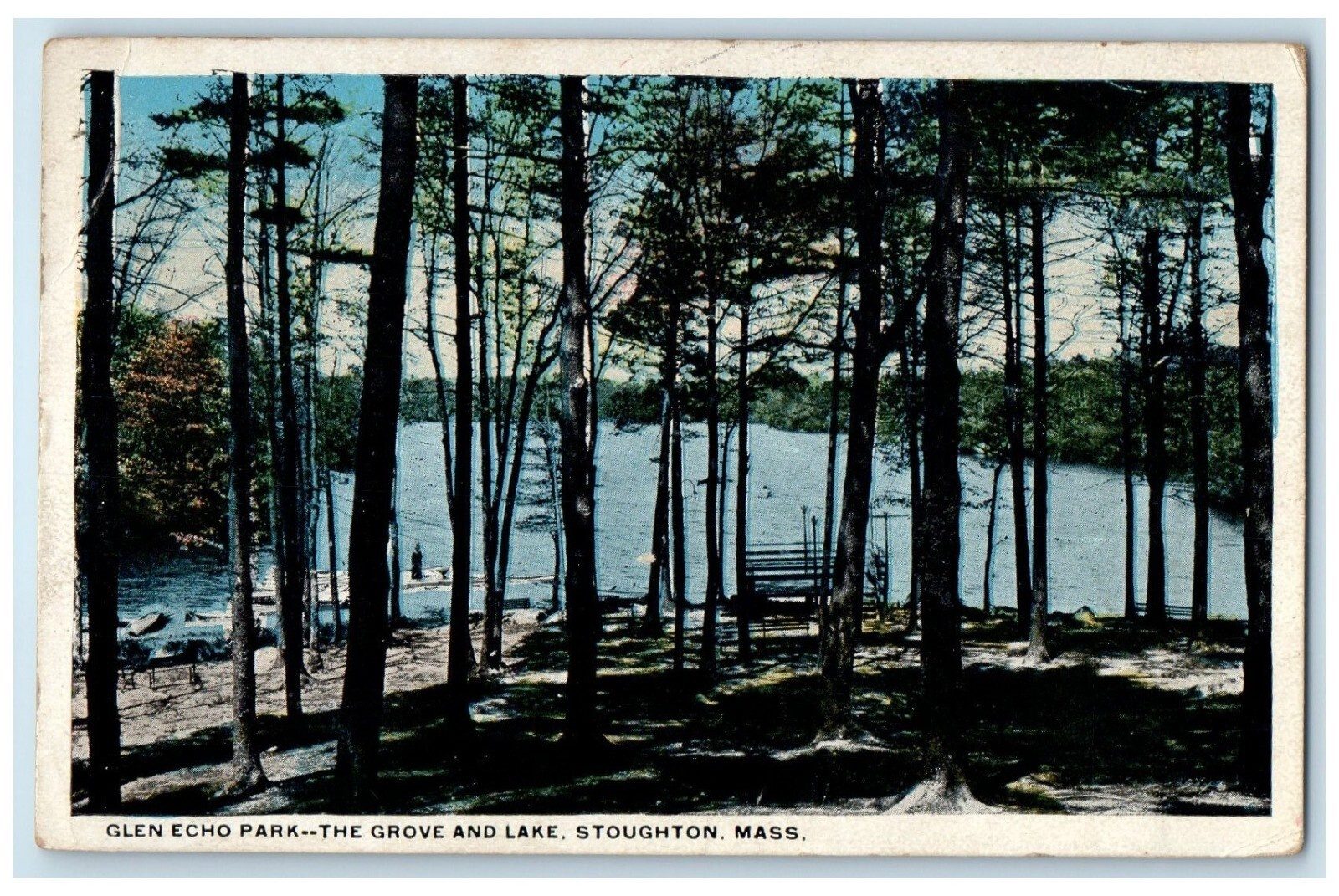 Postcard of a pine grove with the lake beyond
