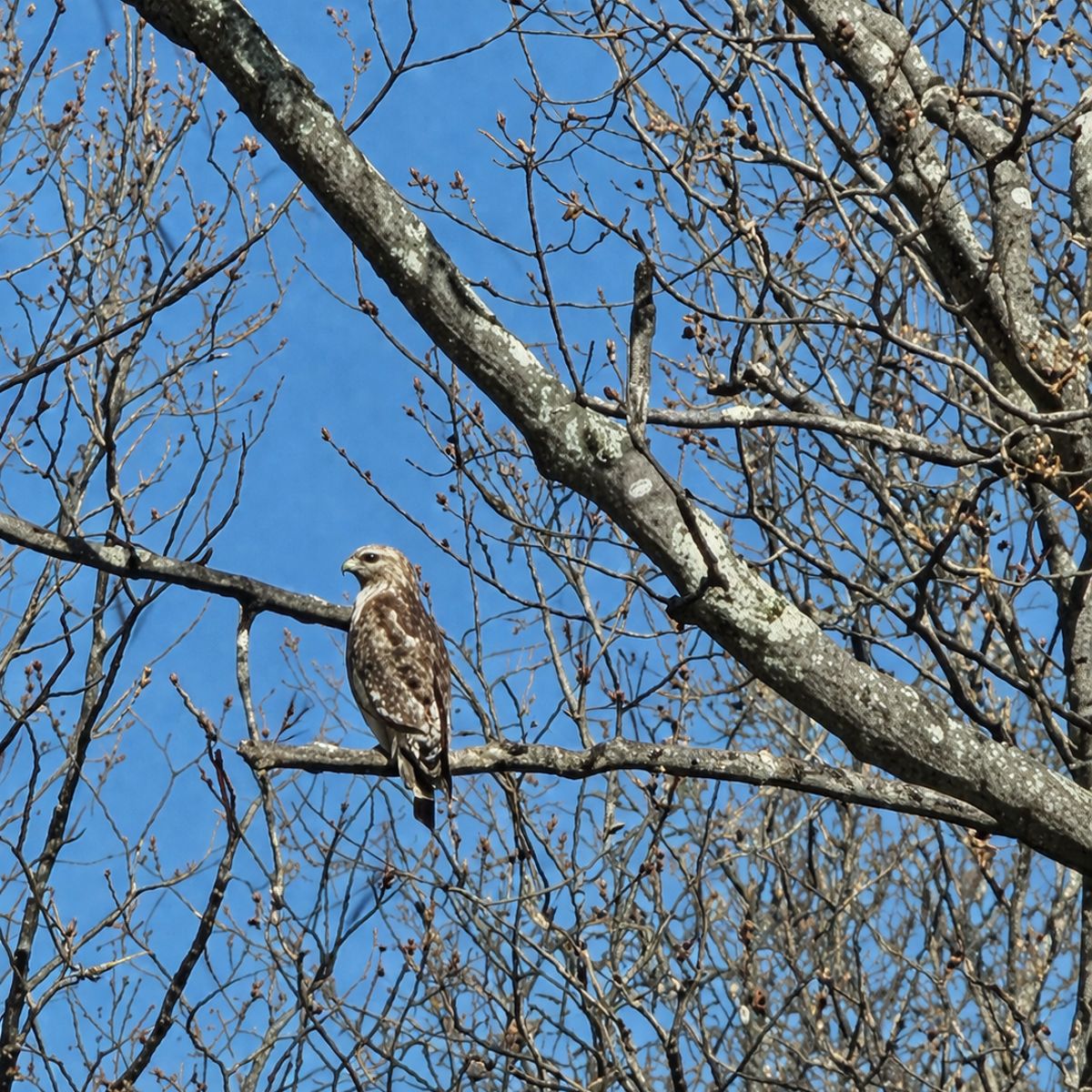 A hawk on a bare branch against blue sky
