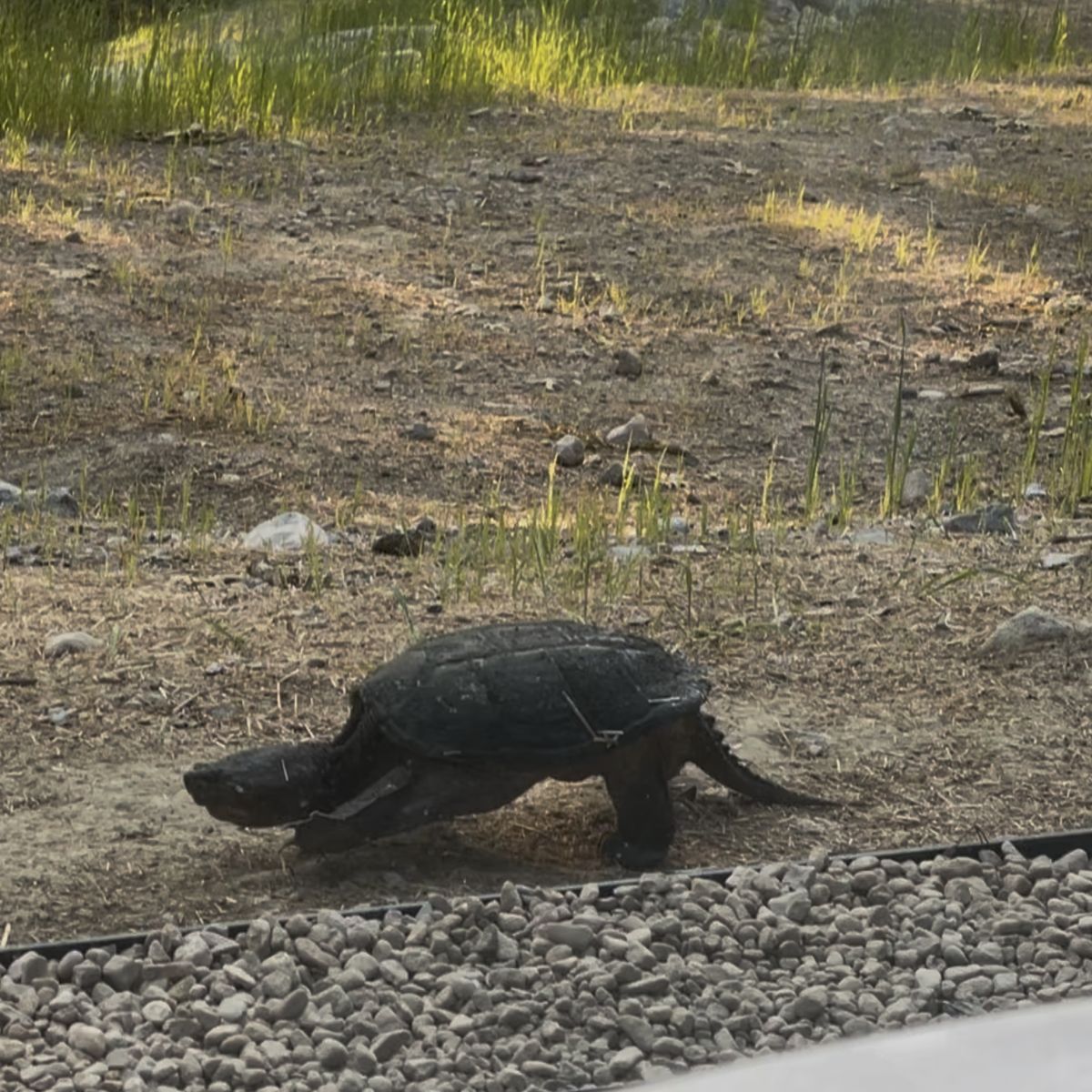 A snapping turtle crossing the gravel
