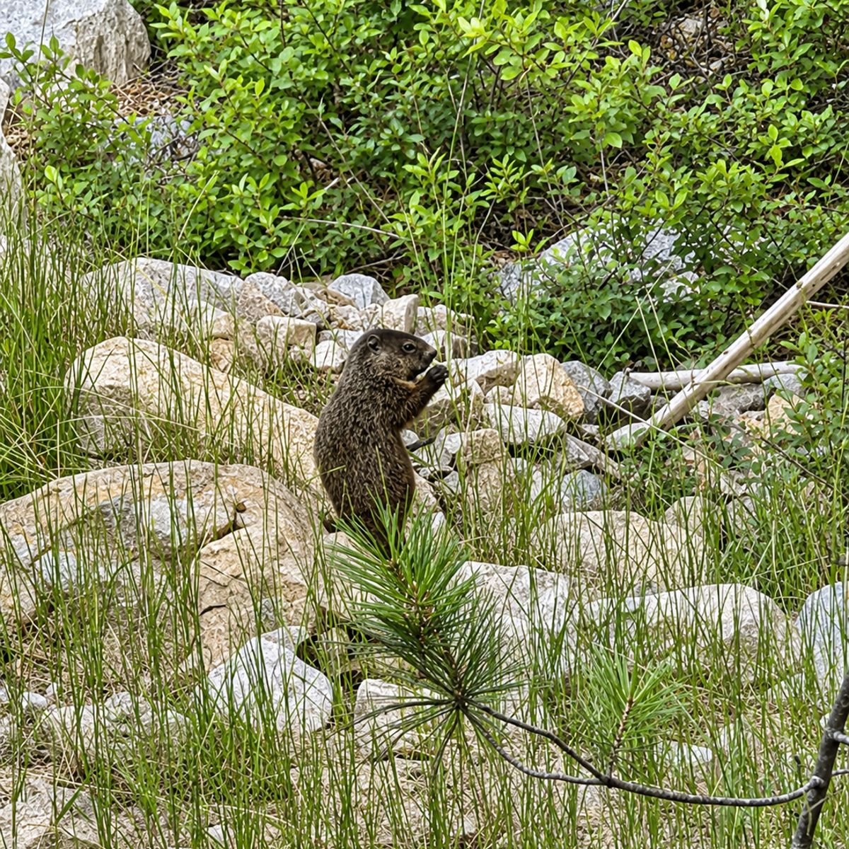 A woodchuck among the stones at the edge of the woods